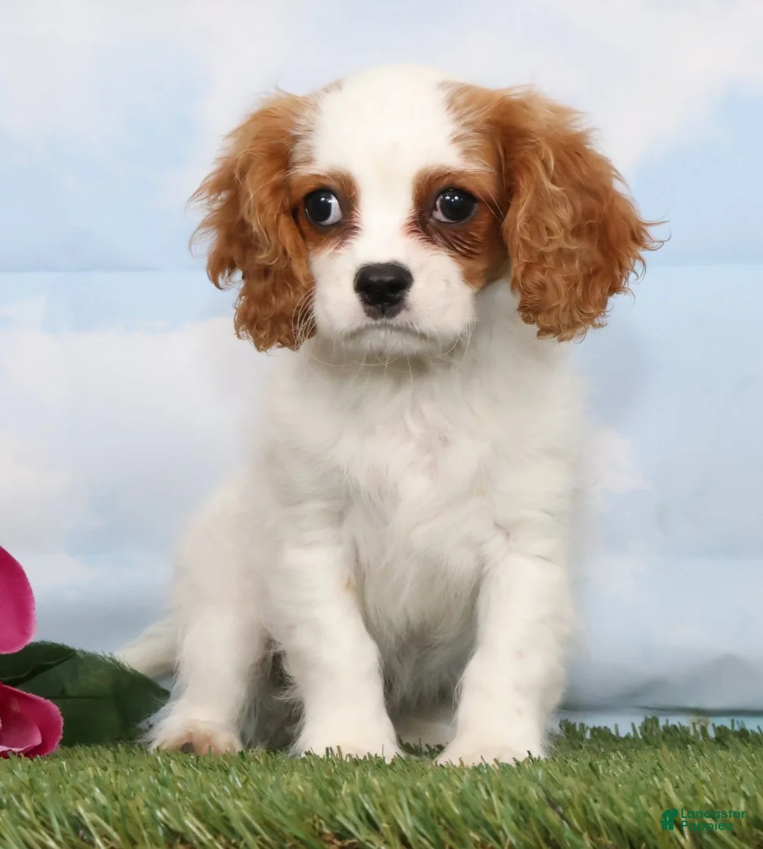 Cavalier King Charles Spaniel dogs for sale: CeCe - Ad 1