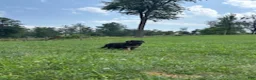 German Shepherd dogs for sale: Cordell - Ad 3
