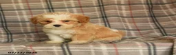 Mixed Breed dogs for sale: Uranus - Ad 4