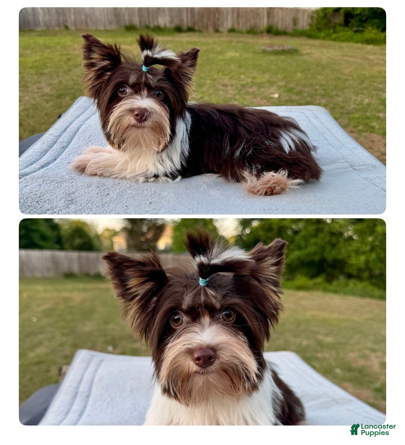 Yorkshire Terrier dogs Prince  - Ad 2