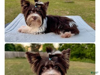 Yorkshire Terrier dogs Prince - Ad 2