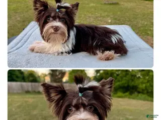 Yorkshire Terrier dogs Prince - Ad 1