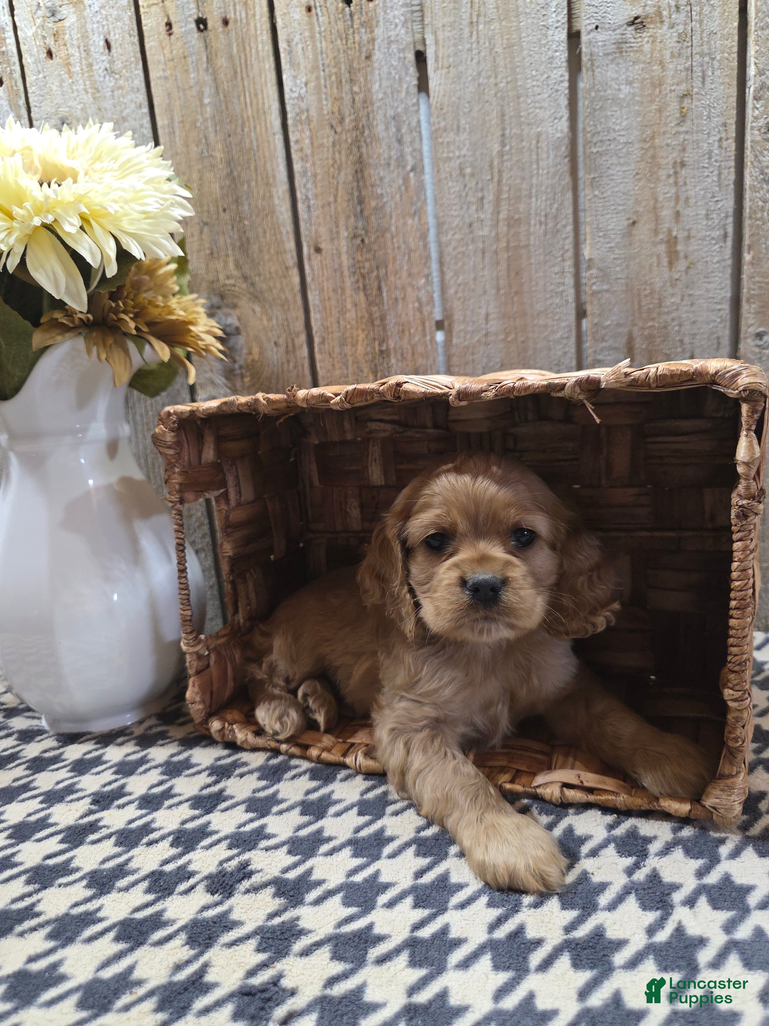 Cocker Spaniel dogs Scarlett - Ad 2