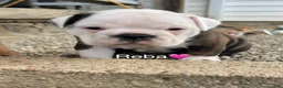 Mixed Breed dogs for sale: Reba - Ad 1