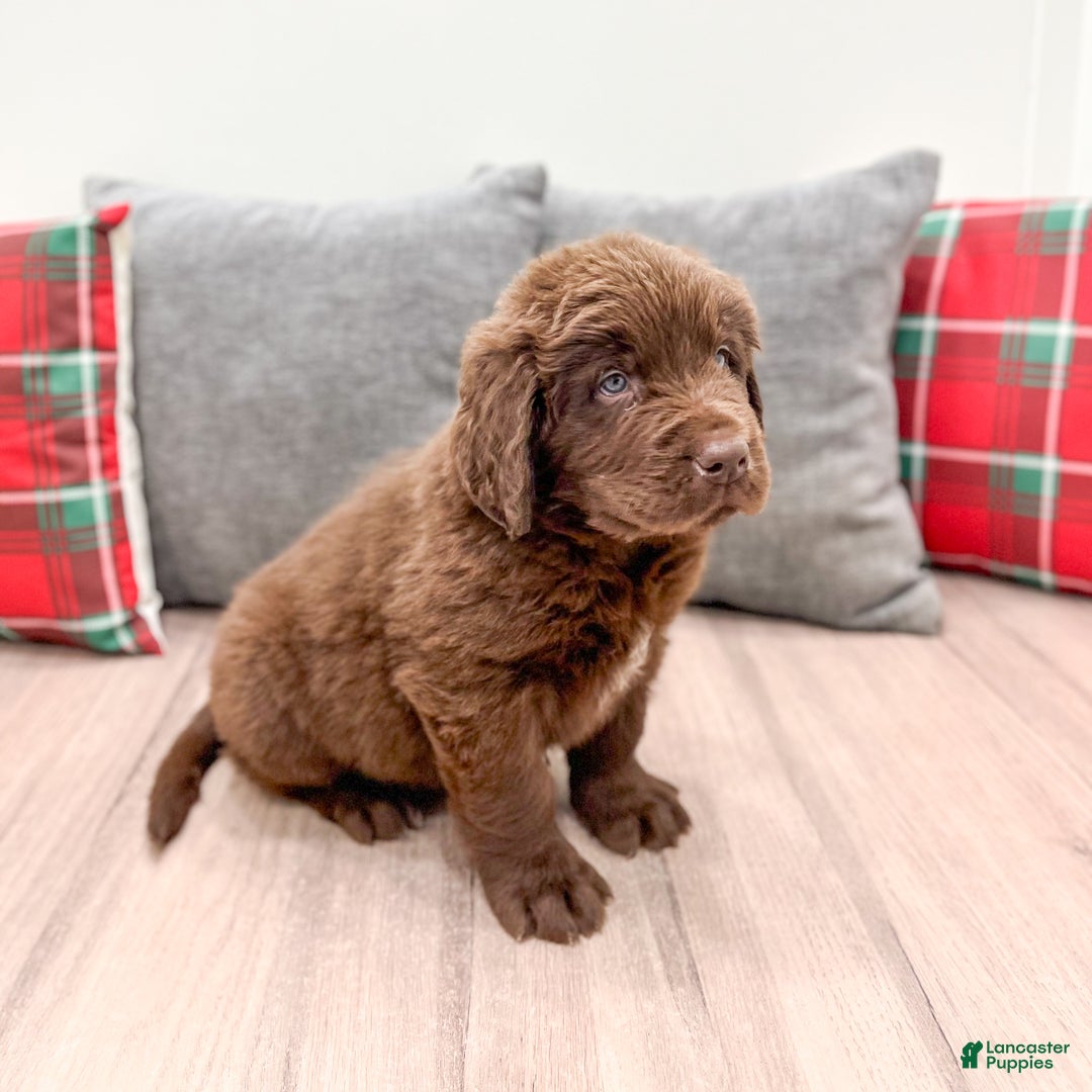 Newfoundland dogs for sale: Chance - Ad 3