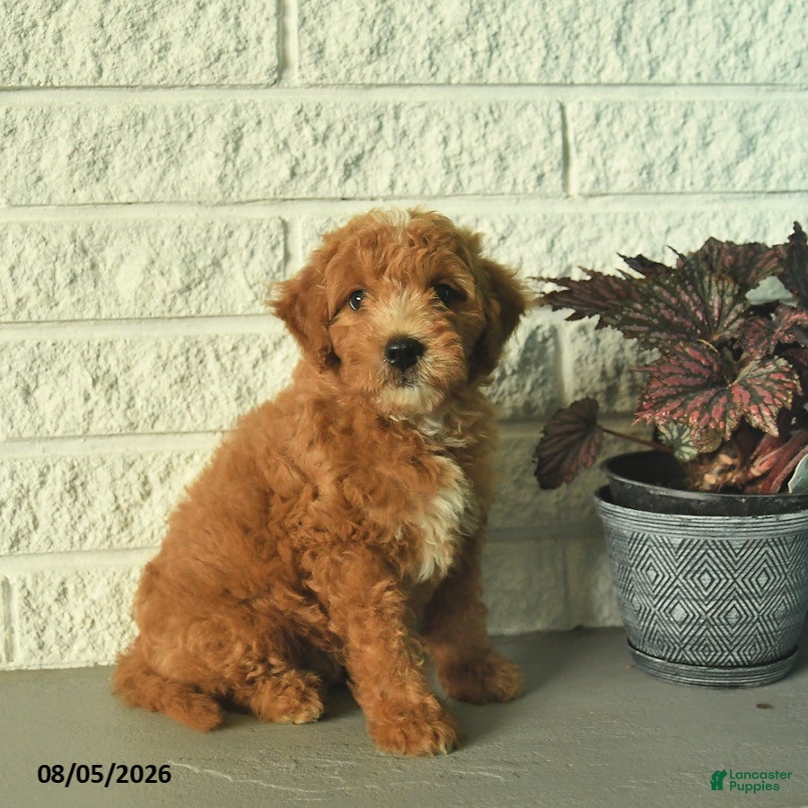 Mini Goldendoodle dogs Ninja  - Ad 1