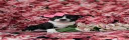 Boston Terrier dogs for sale: Elyce - Ad 3