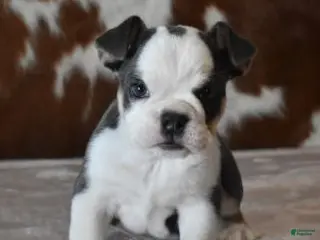 English Bulldog dogs English Bulldog Puppy 1 - Ad 2