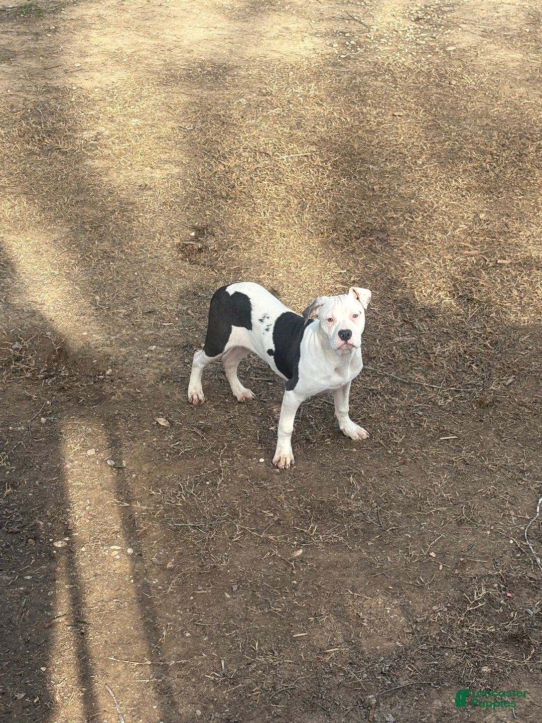 American Bully dogs for sale: Myla - Ad 1