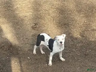 American Bully dogs Myla - Ad 4