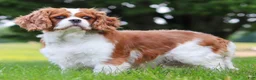 Cavapoo dogs for sale: Mia Rose🎀 - Ad 18
