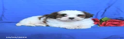 Shihpoo dogs for sale: Charlie - Ad 2