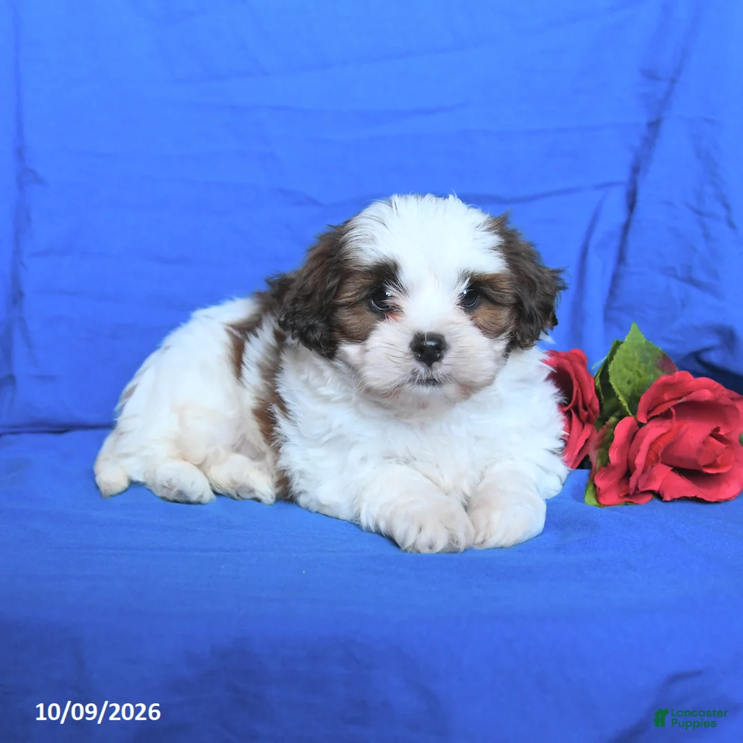 Shihpoo dogs for sale: Charlie - Ad 2
