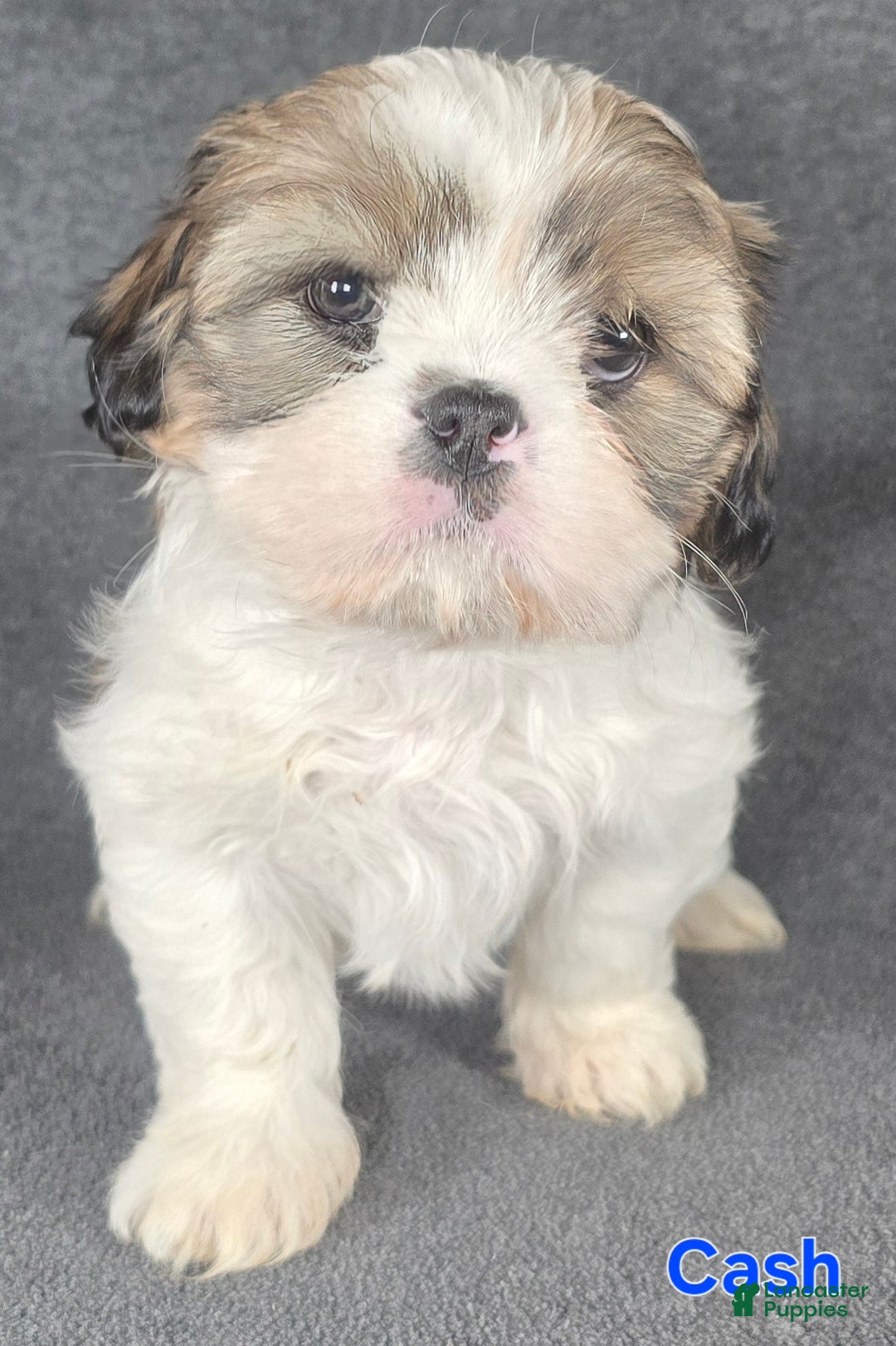 Shih Tzu dogs for sale: Cash - Ad 3