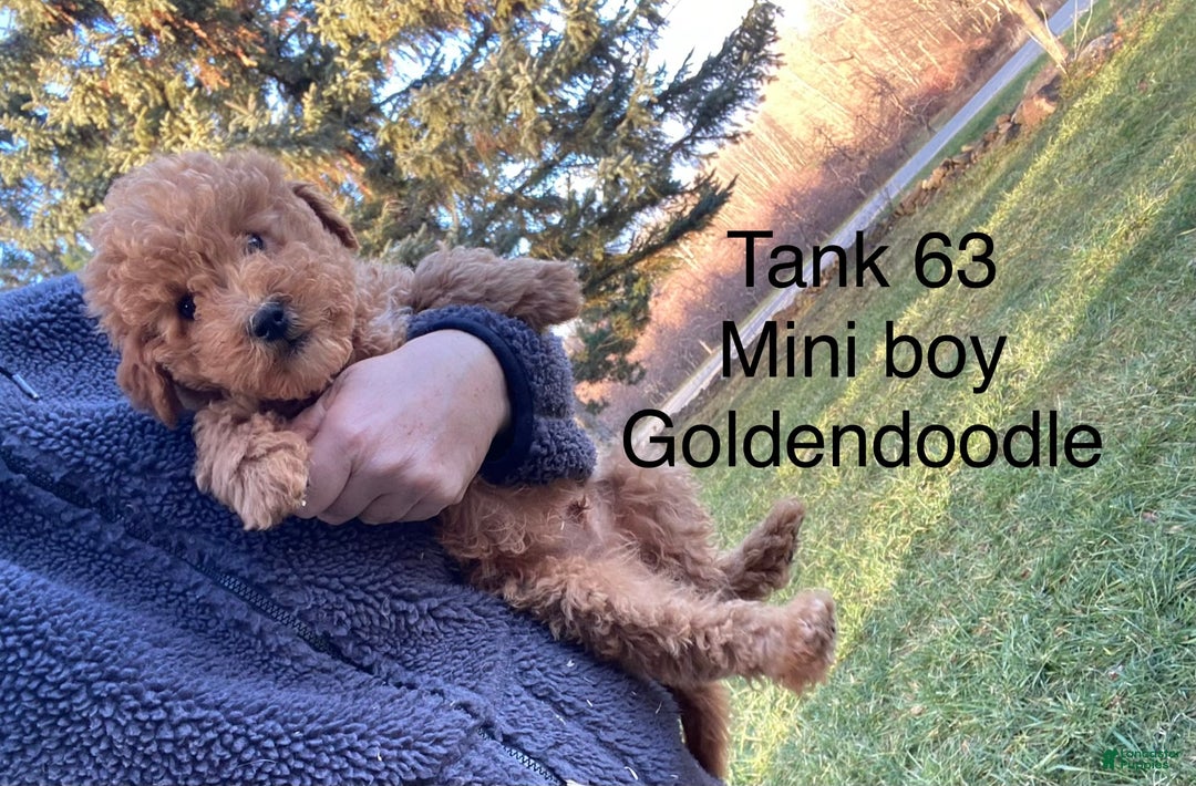 Mini Goldendoodle dogs for sale: Mini Goldendoodle Puppy tank  - Ad 3