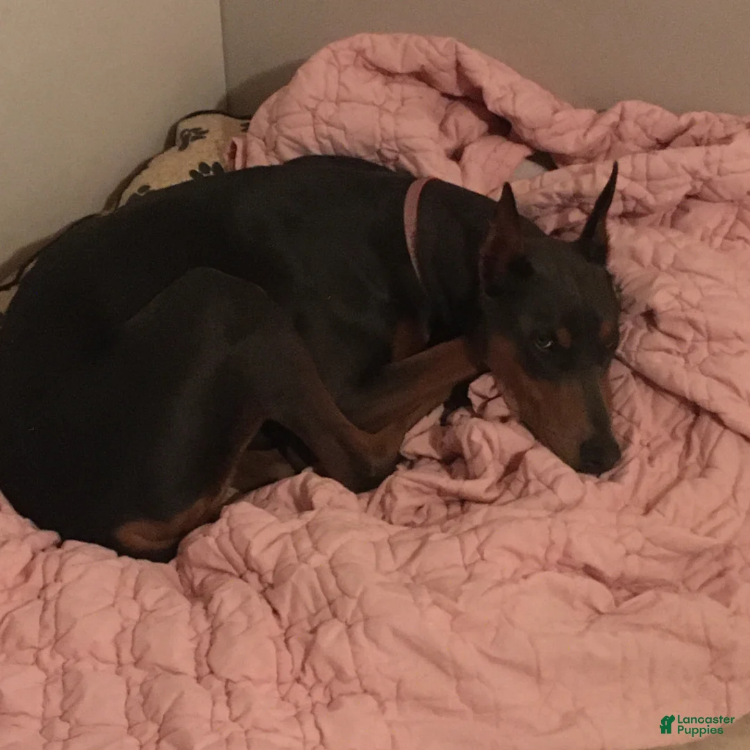 Doberman Pinscher dogs for sale: Doberman Pinscher Puppy Hunter - Ad 11