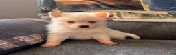 Alaskan Klee Kai dogs for sale: Krissy - Ad 4