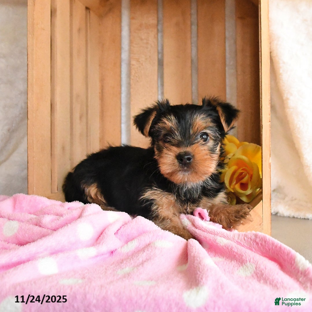 Yorkshire Terrier dogs for sale: Honey - Ad 5