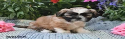 Shih Tzu dogs for sale: Captain - Ad 4