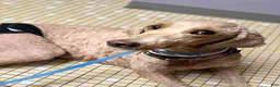 Standard Poodle dogs for sale: Lily (spayed) adult Standard Poodle - Ad 11