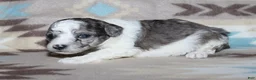 Miniature Poodle dogs for sale: Reserved Harlee’s black merle parti female - Ad 19