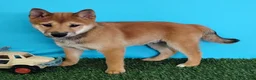 Shiba Inu dogs for sale: Pickle - Ad 1