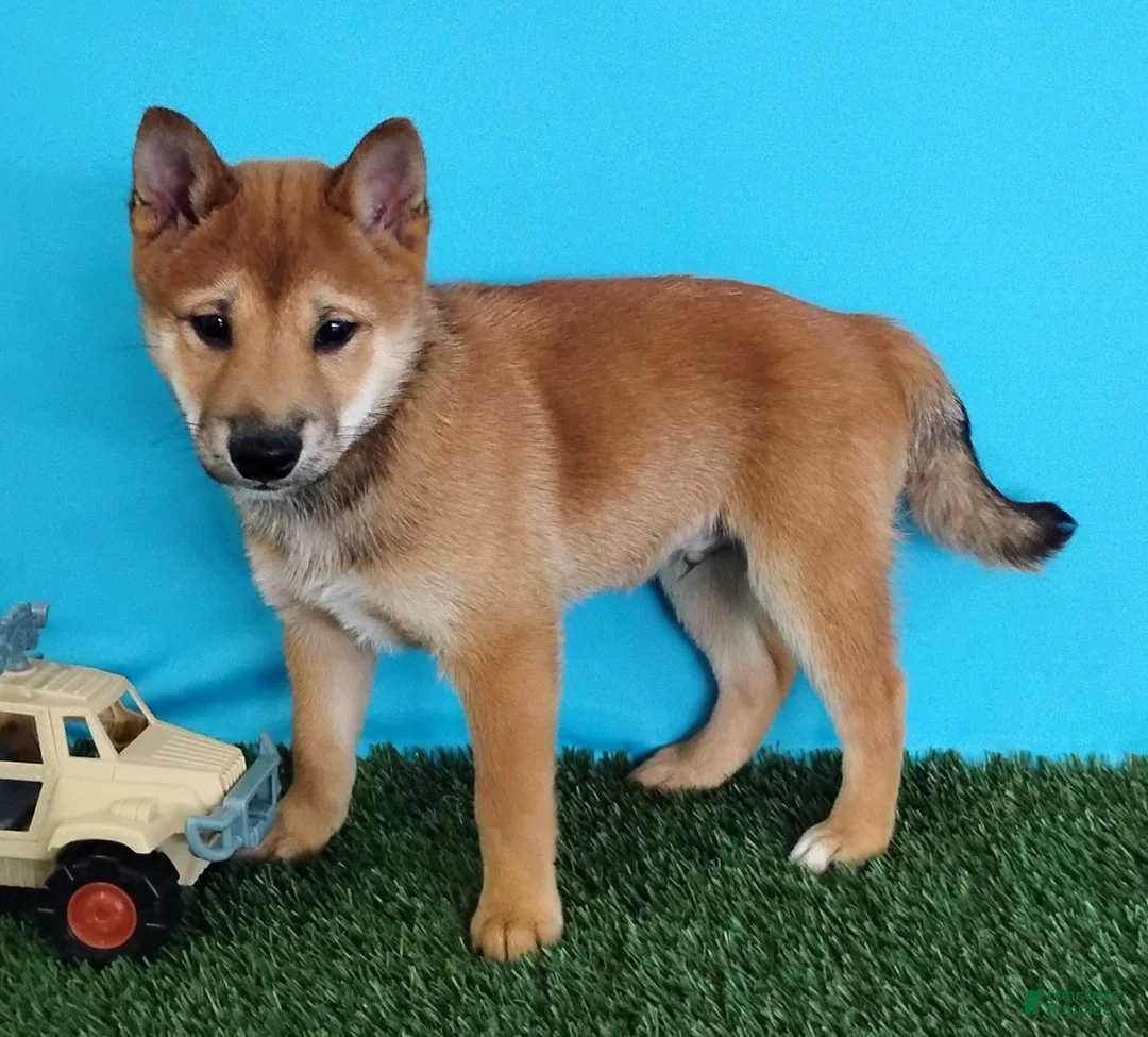 Shiba Inu dogs for sale: Pickle - Ad 1