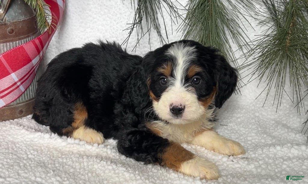 Mini Bernedoodle dogs Jenny - Ad 5