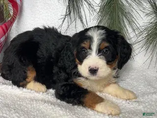 Mini Bernedoodle dogs Jenny - Ad 5