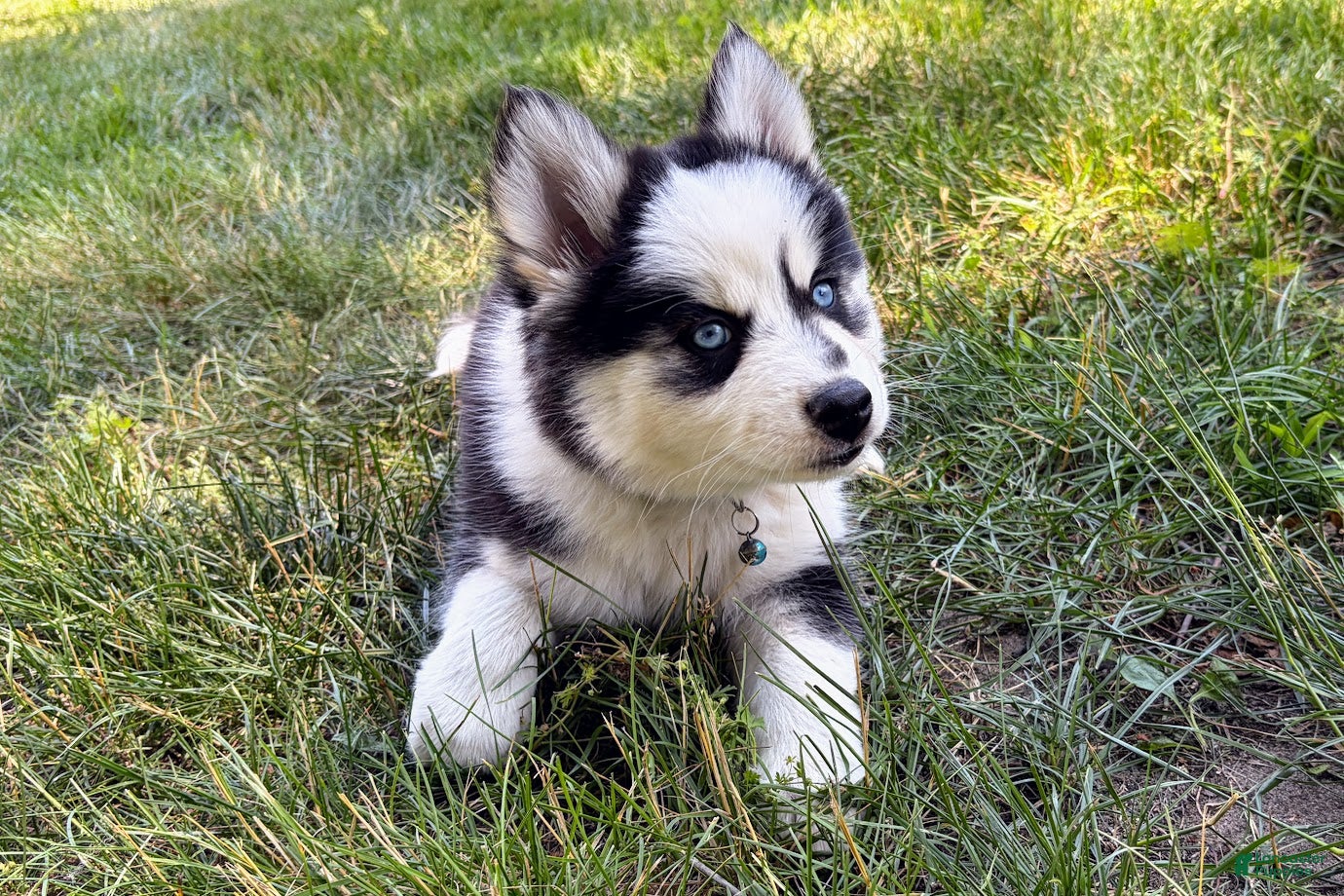 Pomsky dogs Vine - Ad 1