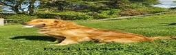 Golden Retriever dogs for sale: Jack - Ad 12