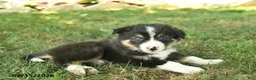 Border Collie dogs for sale: Harvey - Ad 5
