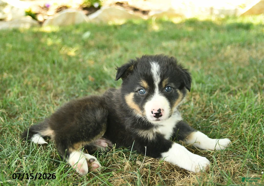 Border Collie dogs for sale: Harvey - Ad 5