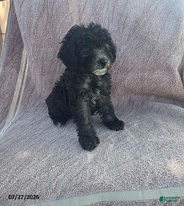 Toy Poodle dogs Pansy - Ad 1