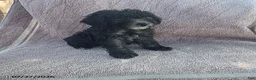 Toy Poodle dogs for sale: Pansy - Ad 1
