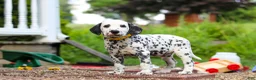 Dalmatian dogs for sale: Tom - Ad 4