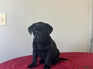 Labrador Retriever dogs Trixie - Ad 28