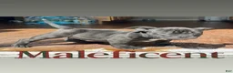American Bully dogs for sale: Maleficent - Ad 1