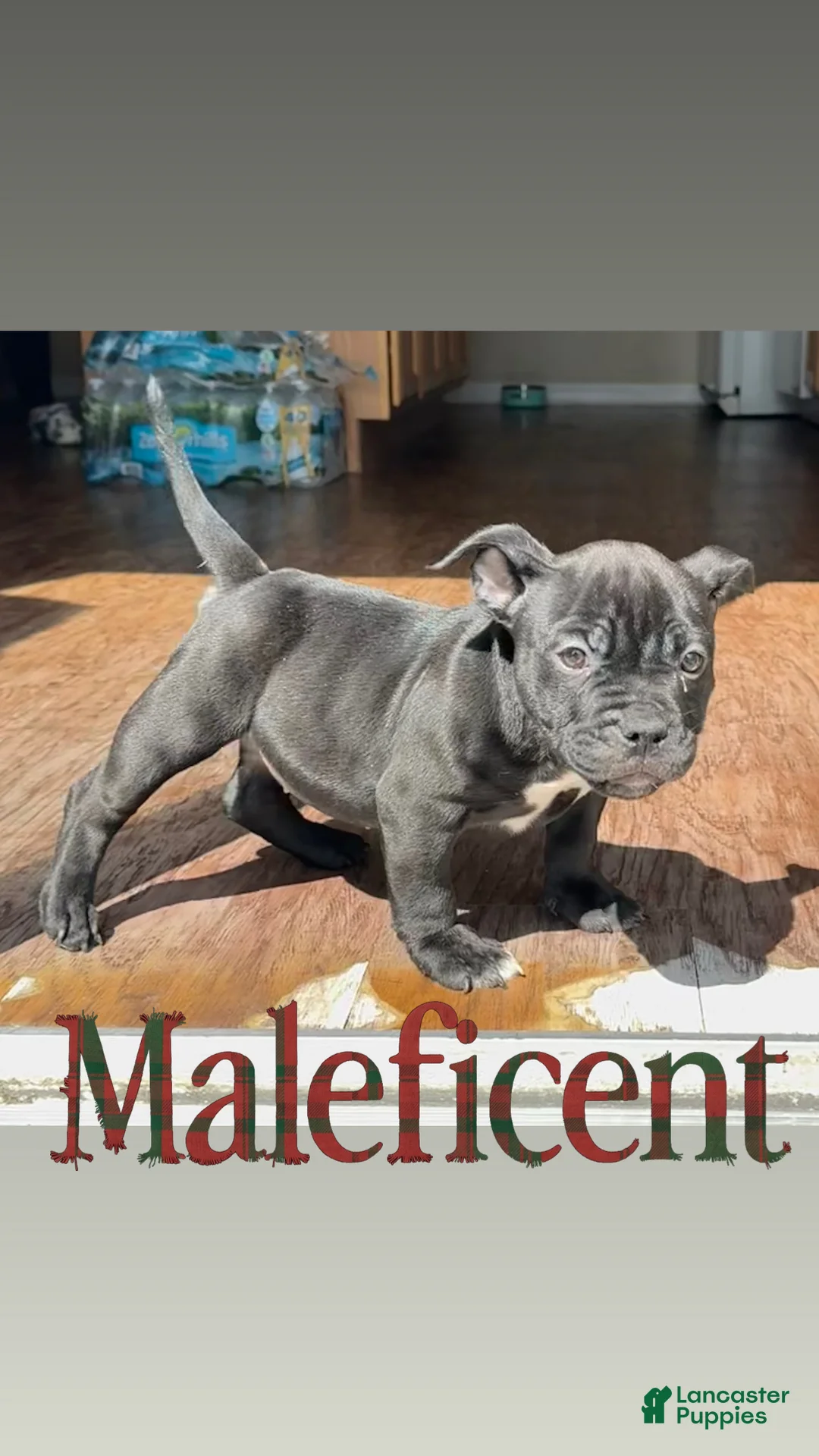 American Bully dogs for sale: Maleficent - Ad 1