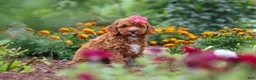 Cavapoo dogs for sale: Aspen - Ad 8