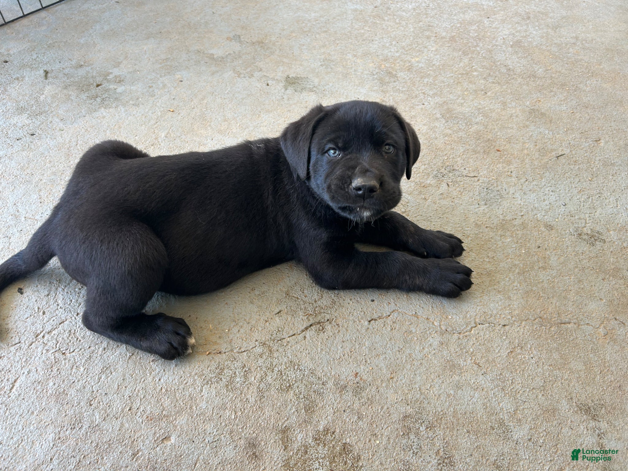 Cane Corso dogs Alfredo aka Diego - Ad 2