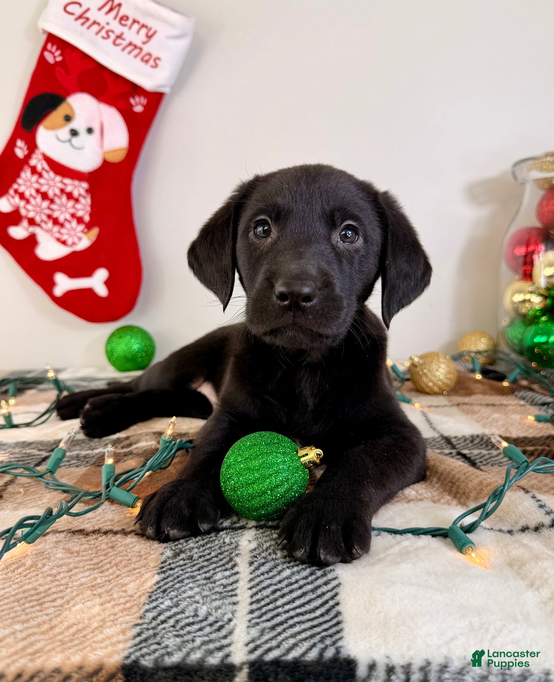 Labrador Retriever dogs for sale: Leonard - Ad 1