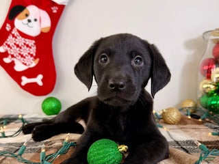 Labrador Retriever dogs Leonard - Ad 33