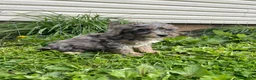 Cockapoo dogs for sale: Cockapoo Puppy 3 - Ad 5