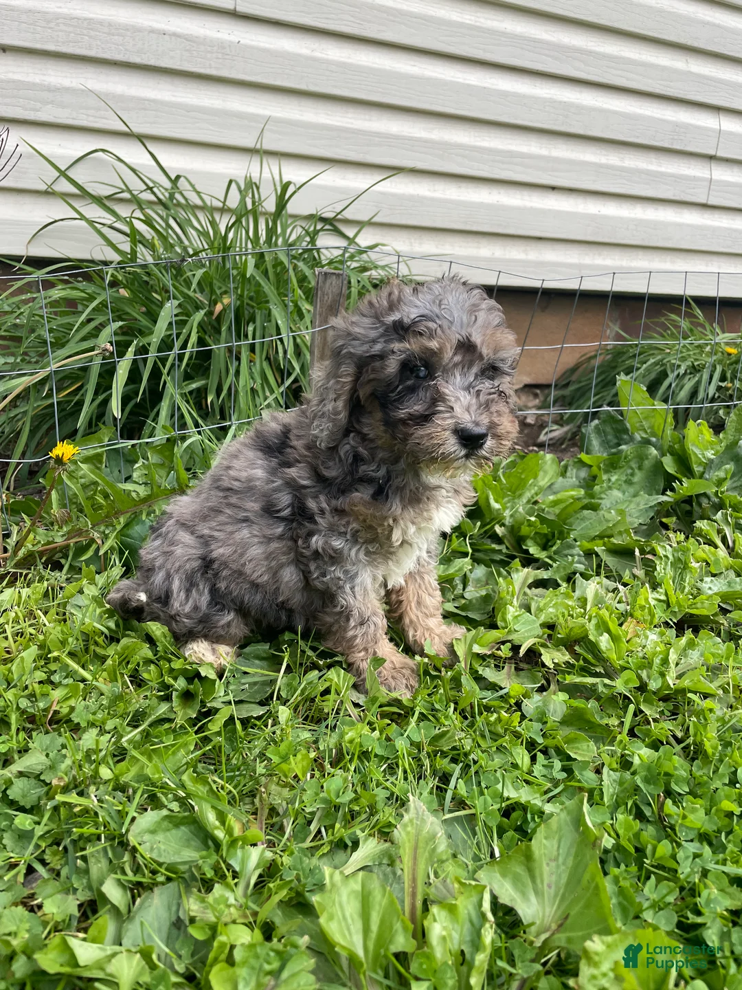 Cockapoo dogs for sale: Cockapoo Puppy 3 - Ad 5