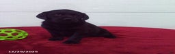 Labrador Retriever dogs for sale: Trixie - Ad 4