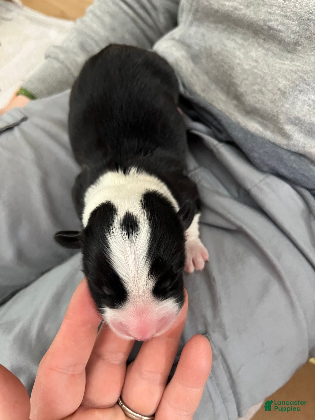 Welsh Corgi Cardigan dogs for sale: Welsh Corgi Cardigan Puppy 7: McFly - Ad 2