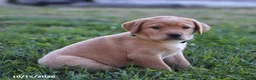 Labrador Retriever dogs for sale: Sandy - Ad 3