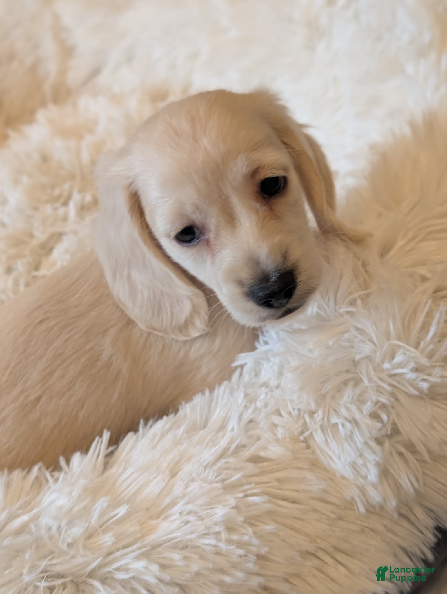 Miniature Dachshund dogs Miniature Dachshund Puppy 2 - Ad 12