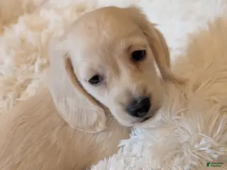 Miniature Dachshund dogs Miniature Dachshund Puppy 2 - Ad 12